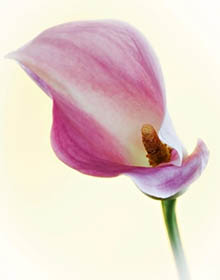 Bloom 1 thumbnail 