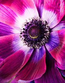 Bloom 2 thumbnail 