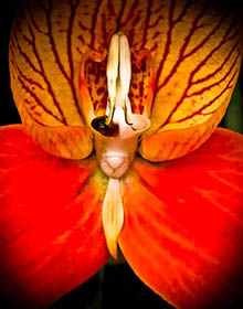 Bloom 3 thumbnail 