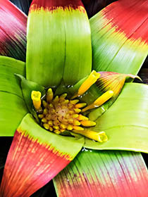 Bloom 5 thumbnail 