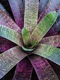 Bloom 6 thumbnail 