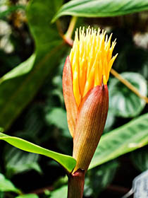 Bloom 8 thumbnail 