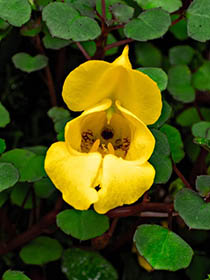 Bloom 11 thumbnail 