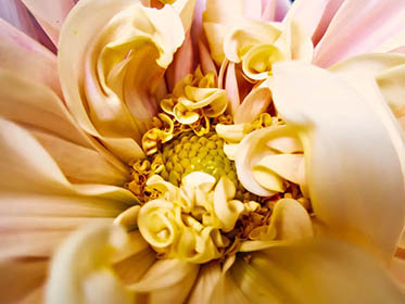 Bloom 13 thumbnail 