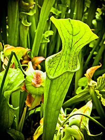 Bloom 14 thumbnail 