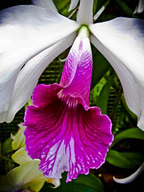 Bloom 15 thumbnail 