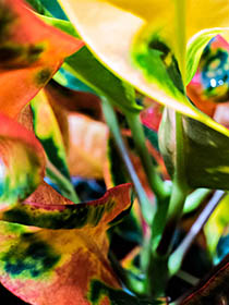 Bloom 17 thumbnail 