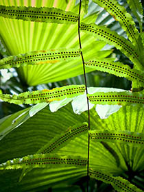 Bloom 18 thumbnail 