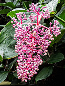 Bloom 19 thumbnail 