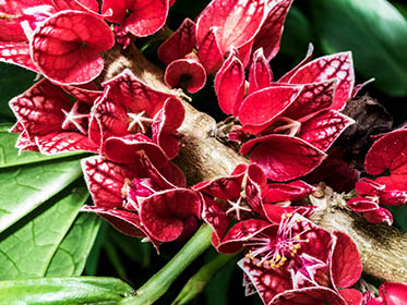 Bloom 21 thumbnail 