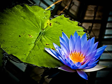 Bloom 22 thumbnail 