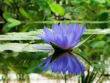 Bloom 23 thumbnail 
