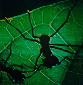 Interlaced 22 thumbnail 