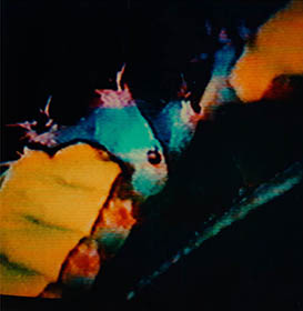 Interlaced 23 thumbnail 