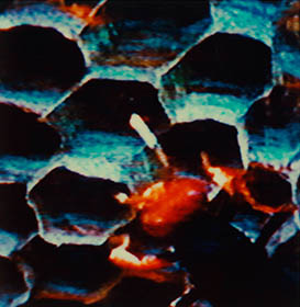 Interlaced 26 thumbnail 