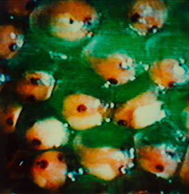 Interlaced 29 thumbnail 