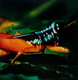 Interlaced 52 thumbnail 